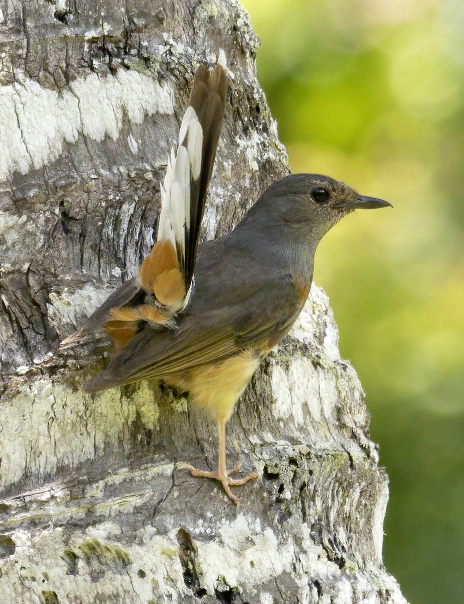 White-rumped Shama - ML464229181