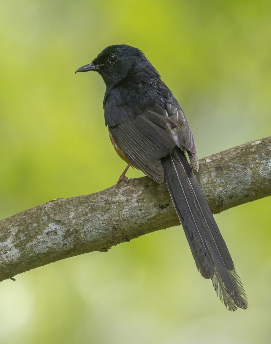 White-rumped Shama - ML464229191