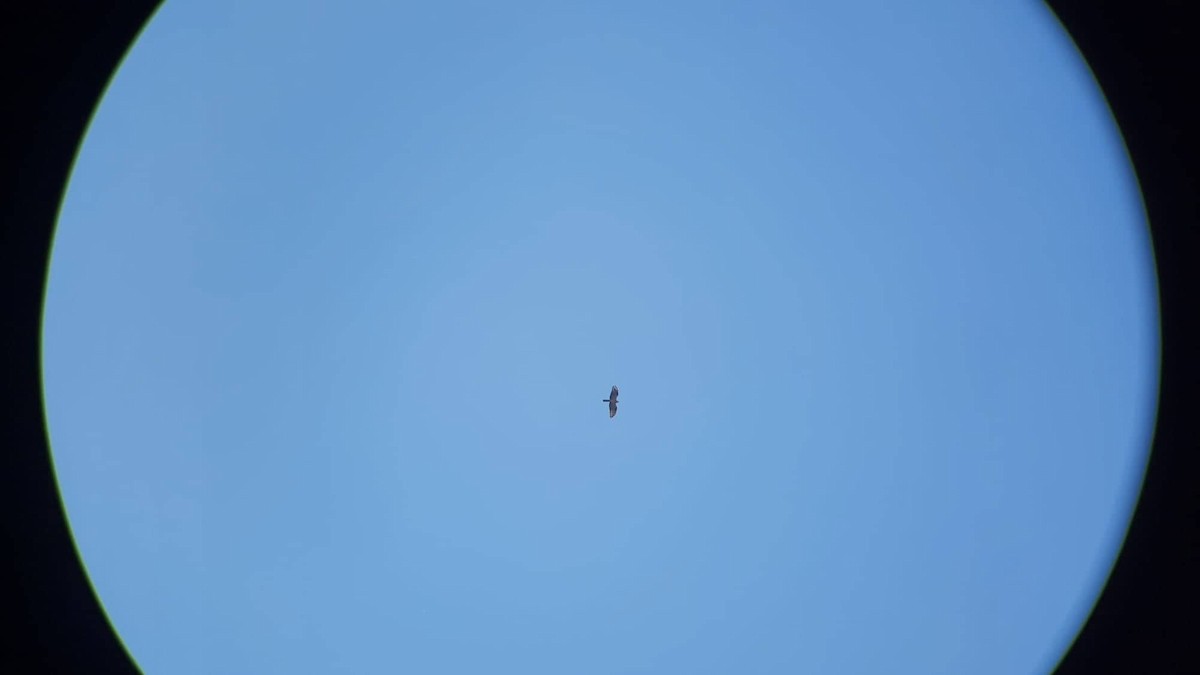 European Honey-buzzard - ML464229461