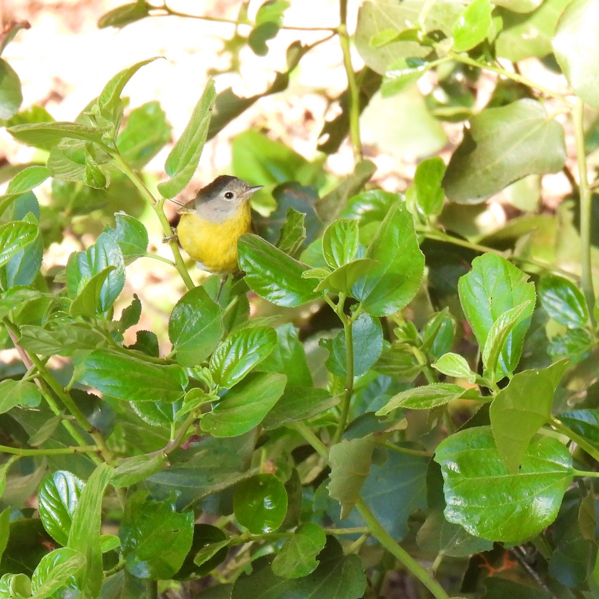 Nashville Warbler - ML464229661