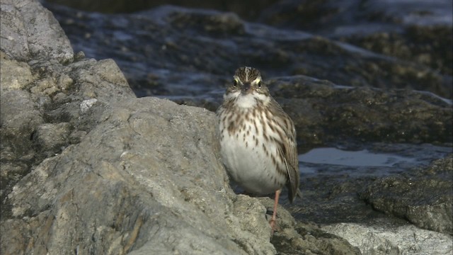 Savannah Sparrow (Ipswich) - ML464232