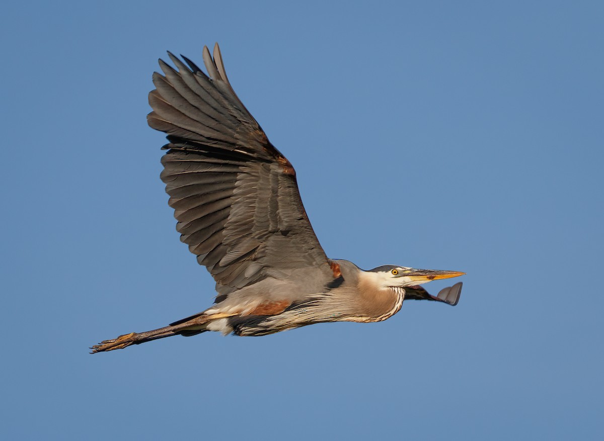 Great Blue Heron - ML464232961