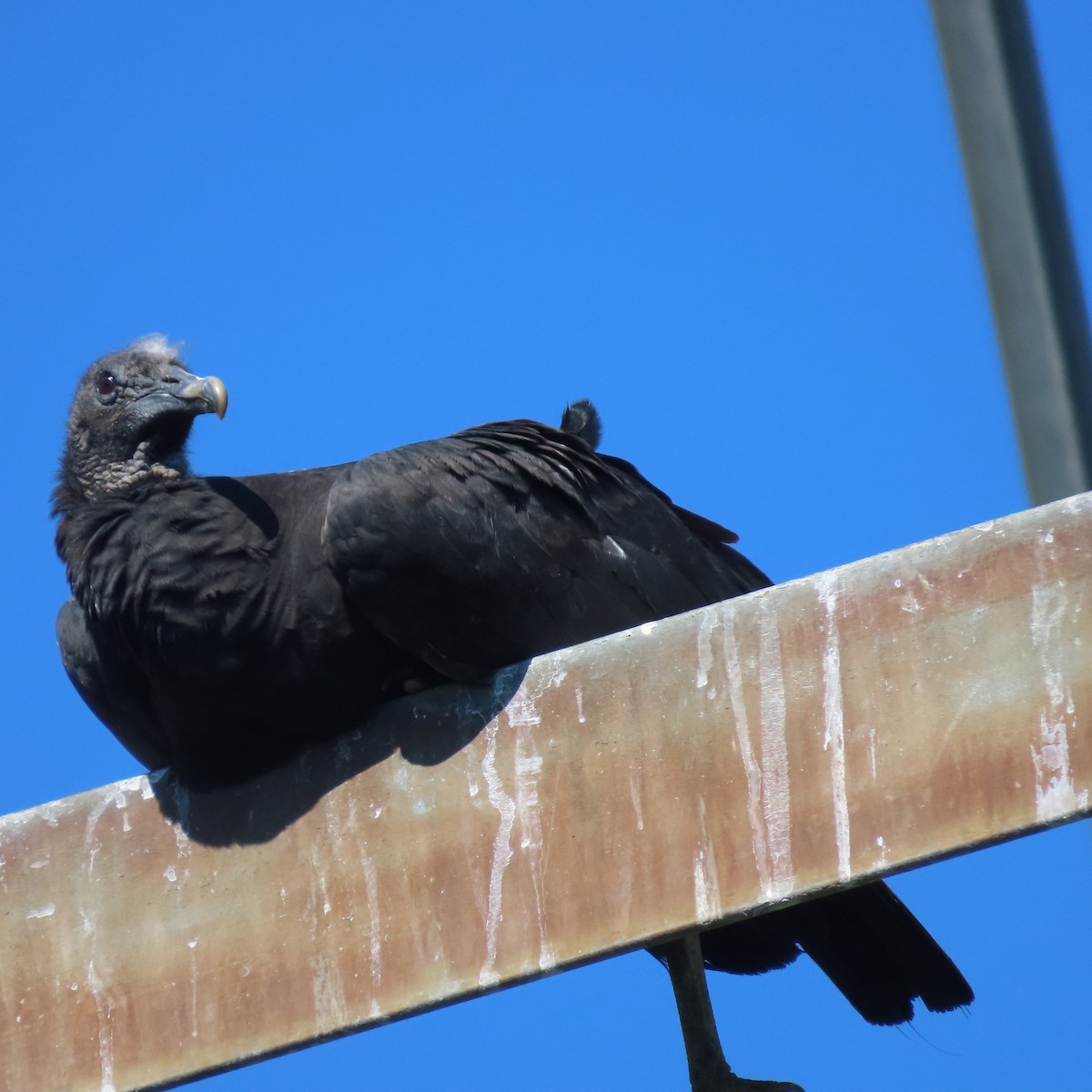 Black Vulture - ML464233541