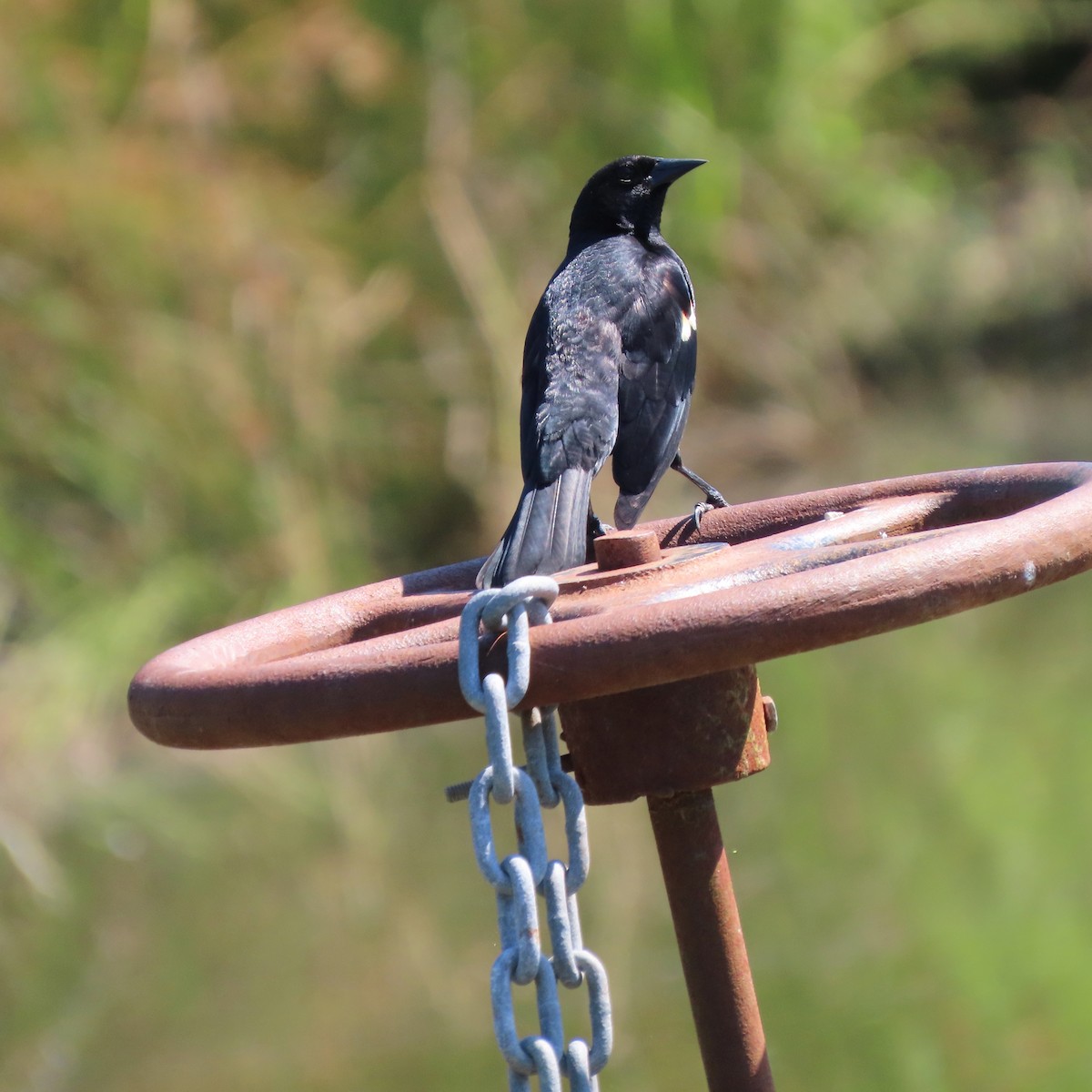 Red-winged Blackbird - ML464233741