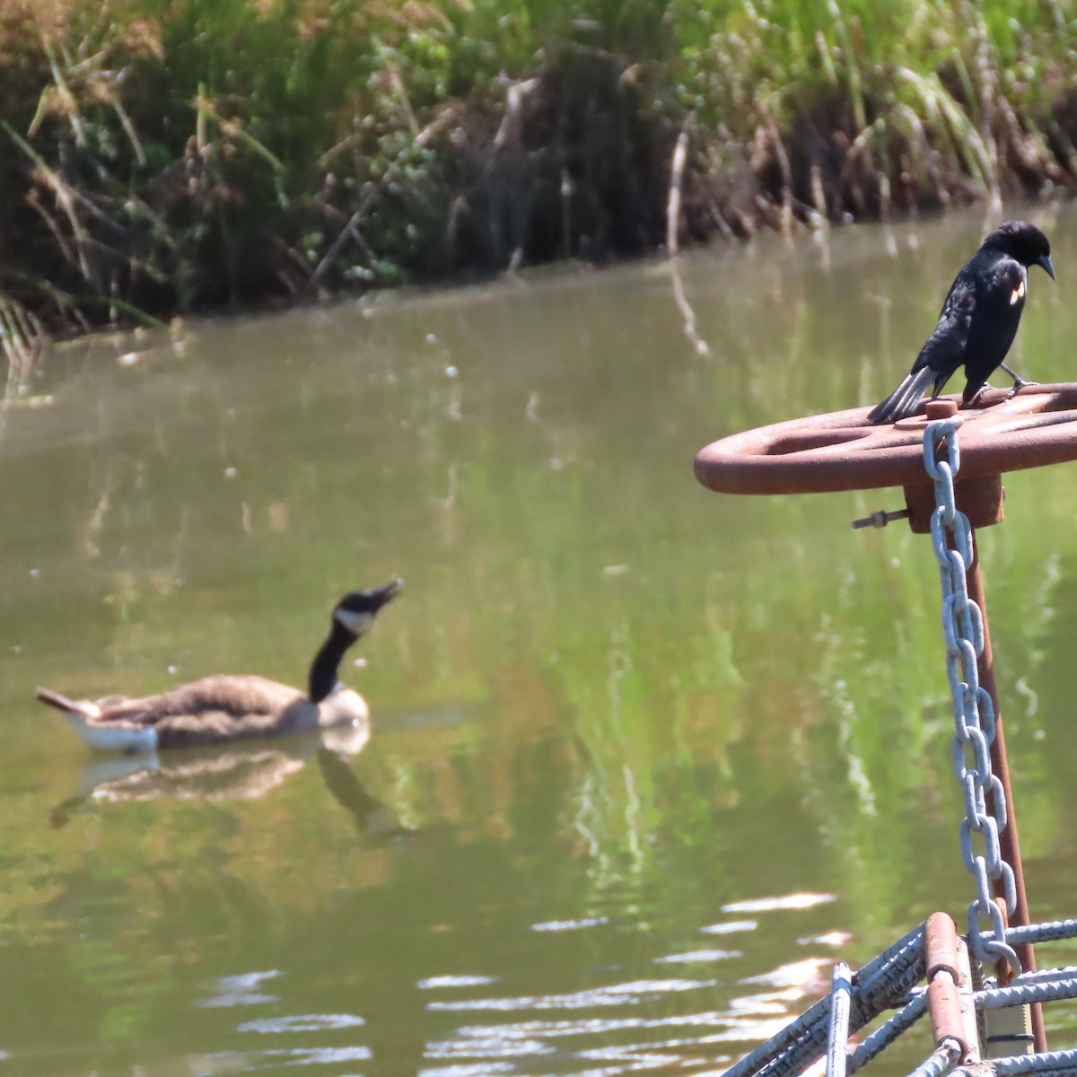 Red-winged Blackbird - ML464233791