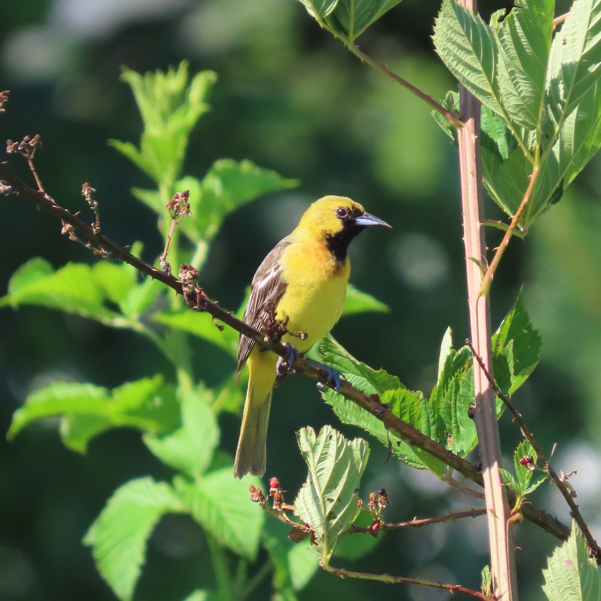 Orchard Oriole - Ezra H