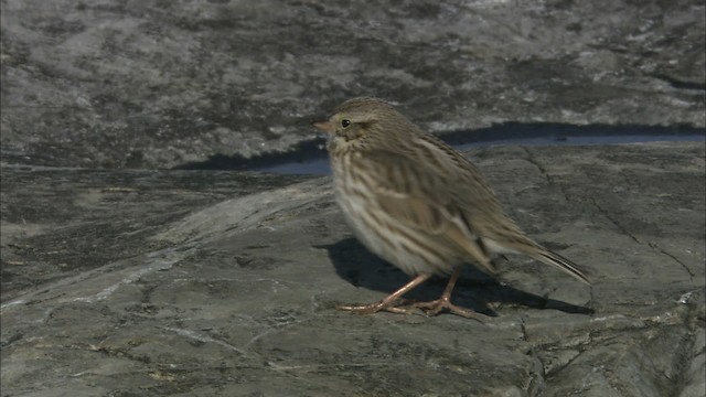 Savannah Sparrow (Ipswich) - ML464234