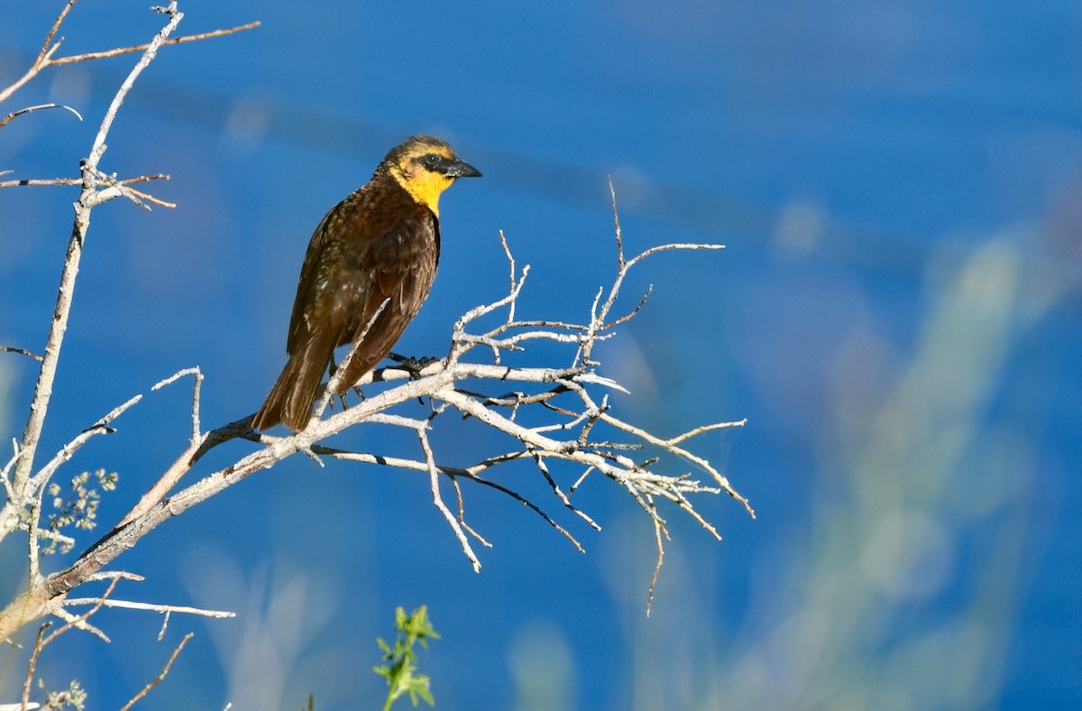 Yellow-headed Blackbird - Joseph Walston
