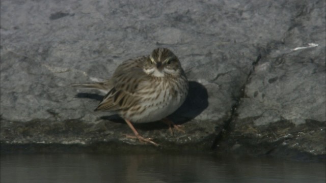 Savannah Sparrow (Ipswich) - ML464235