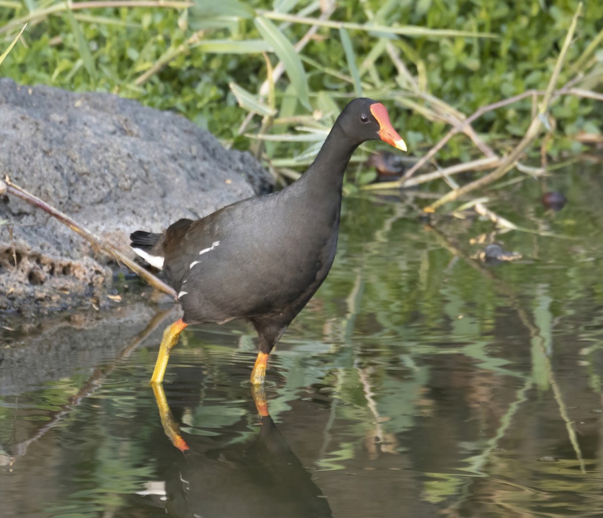 Common Gallinule - ML464235591