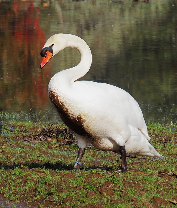 Mute Swan - ML46423651