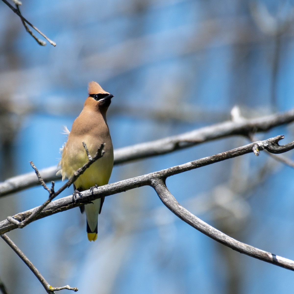 Cedar Waxwing - ML464237631