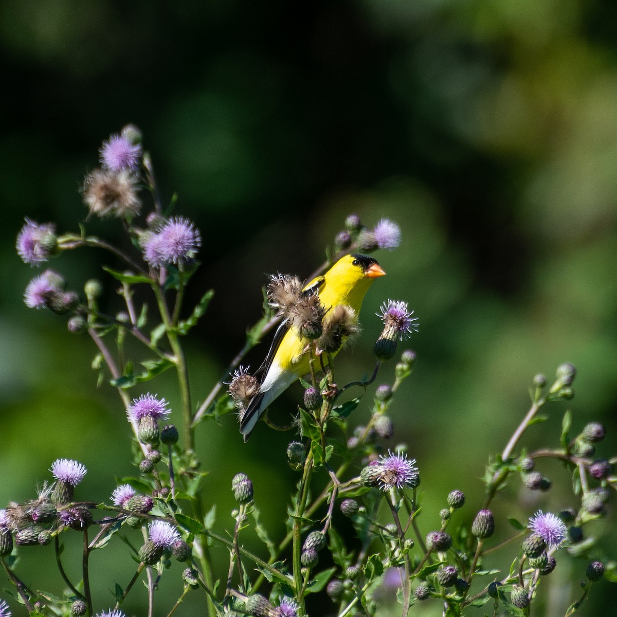 American Goldfinch - ML464237891