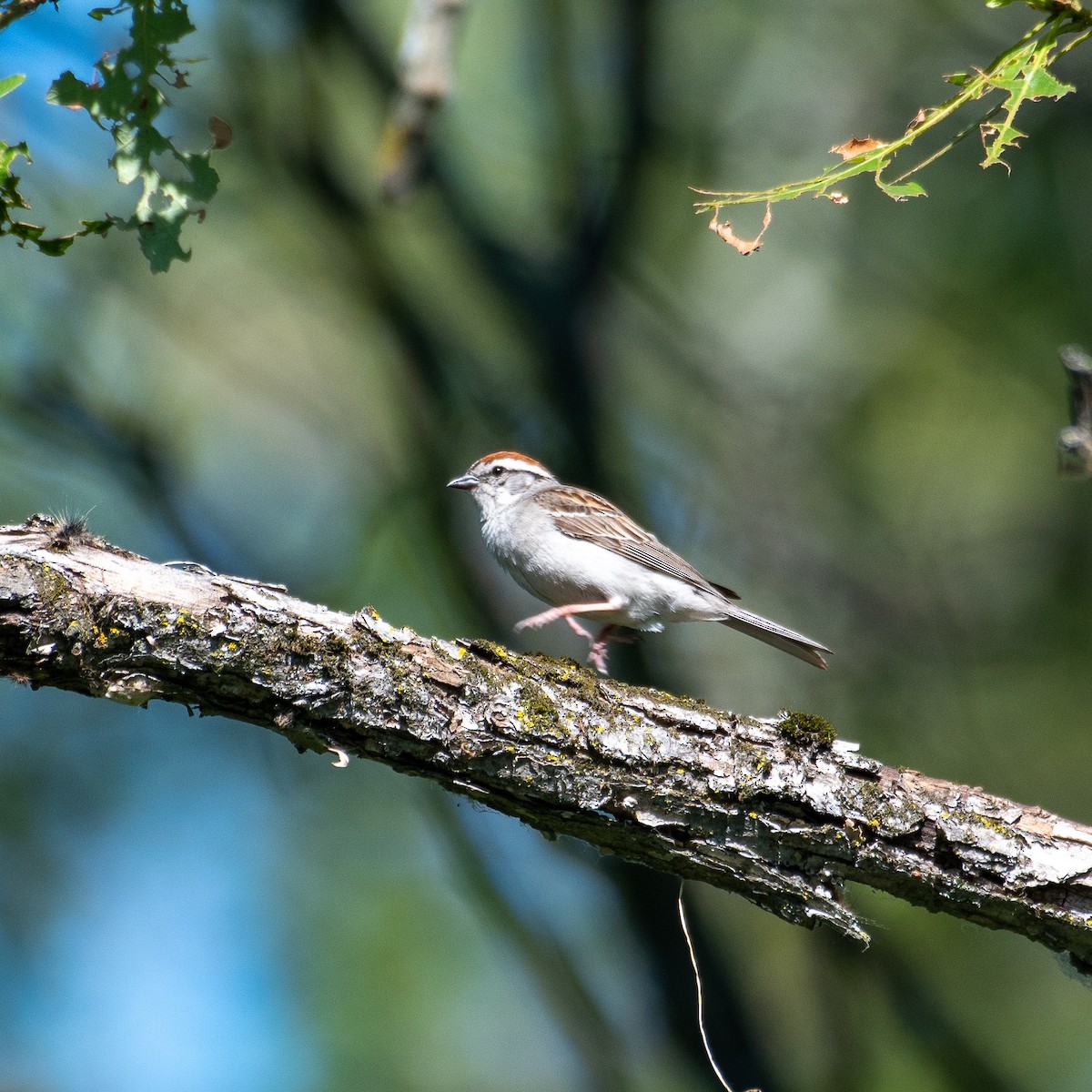 Chipping Sparrow - ML464237991
