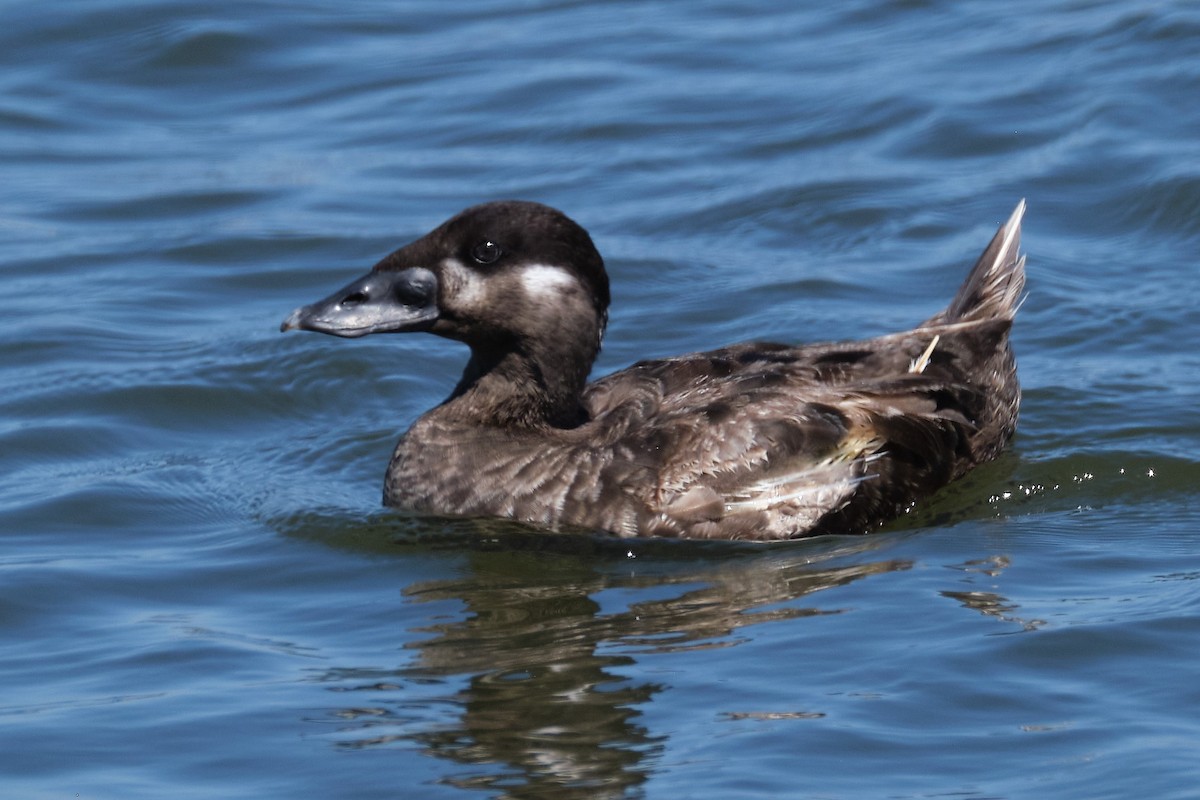 Surf Scoter - Beata Milhano