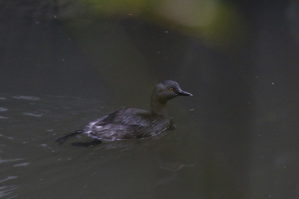 Least Grebe - Knut Hansen