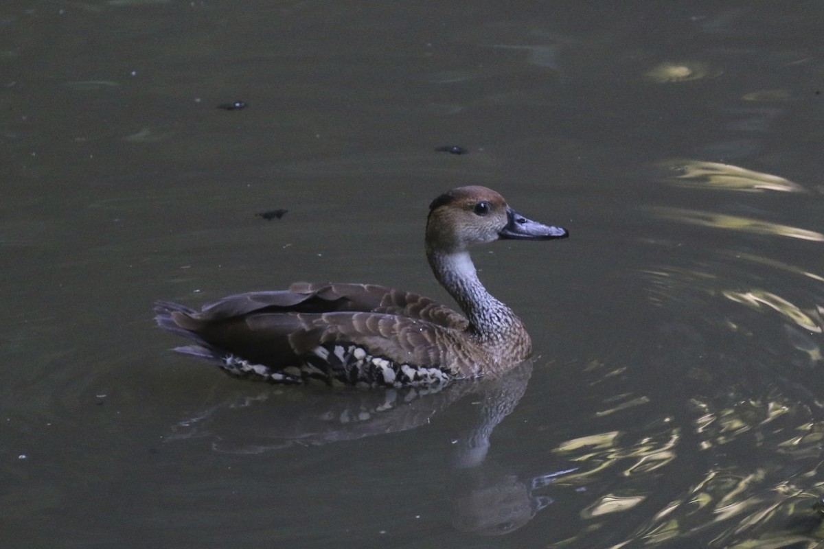 West Indian Whistling-Duck - Knut Hansen