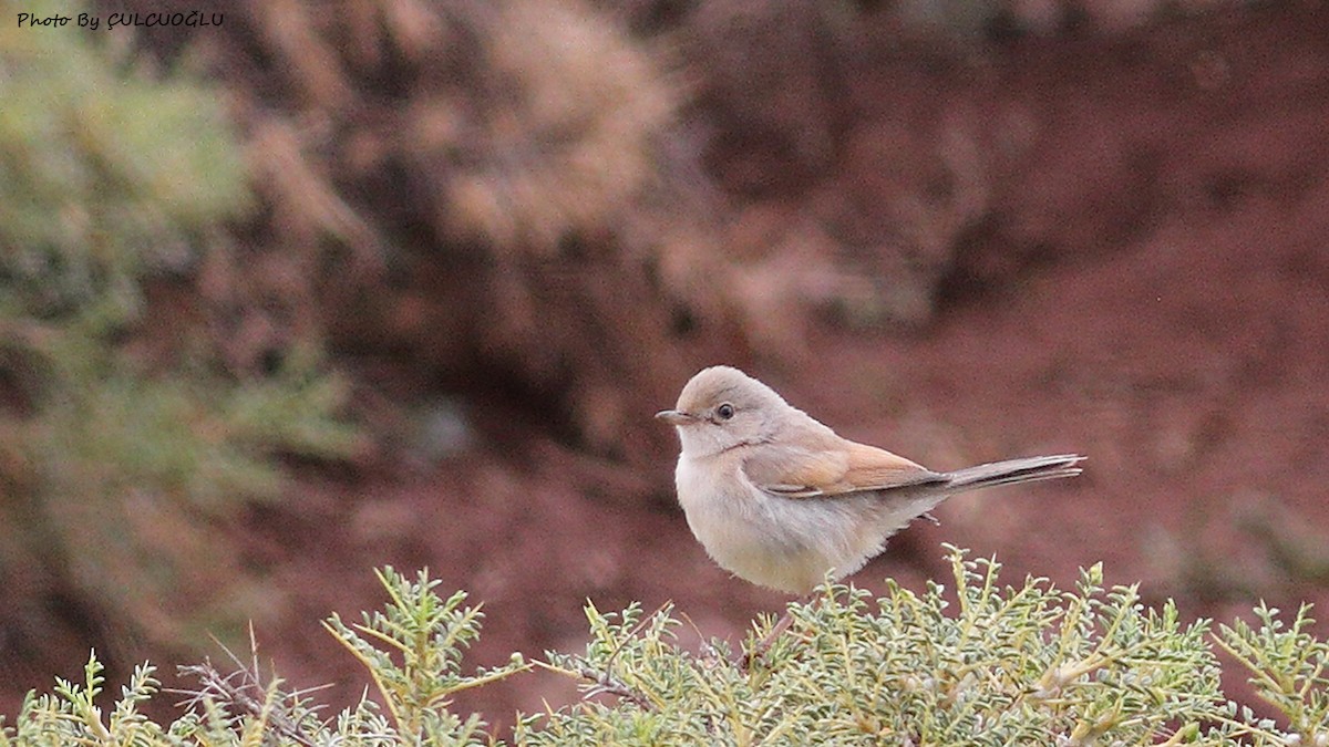 Spectacled Warbler - ML464245581