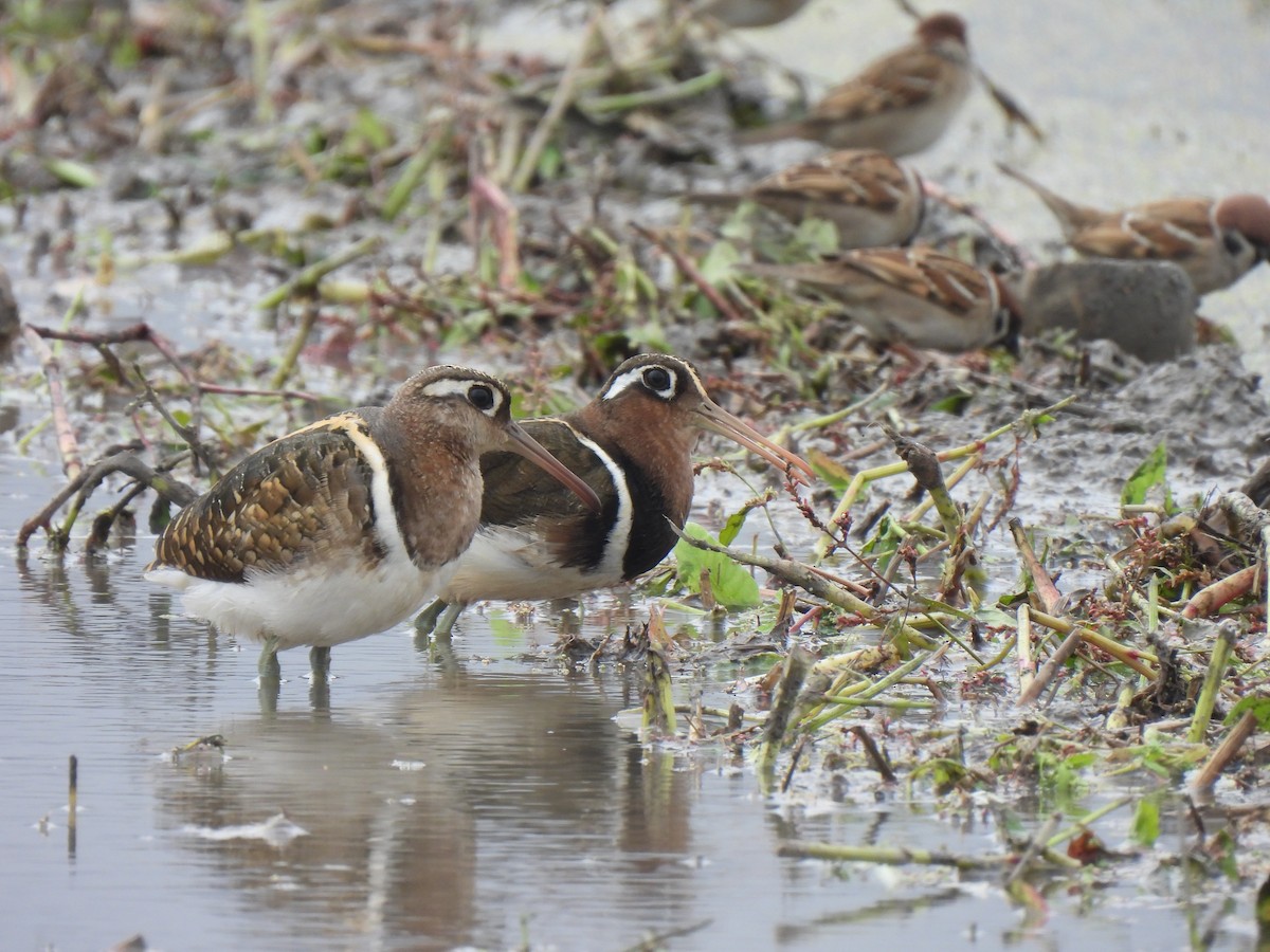 Greater Painted-Snipe - ML464245951