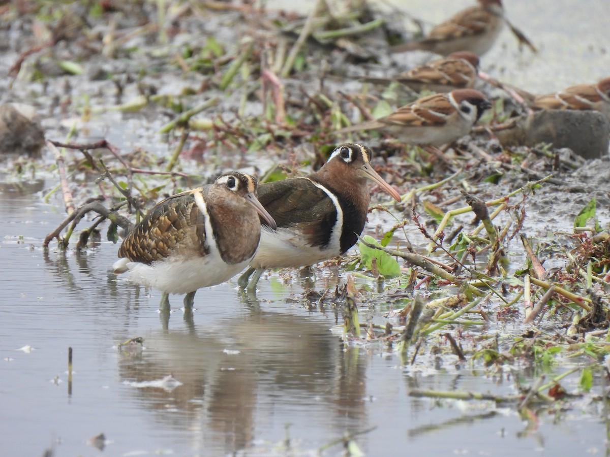 Greater Painted-Snipe - ML464246061