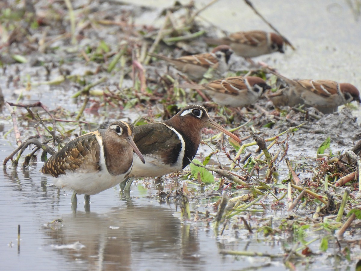 Greater Painted-Snipe - Kun-Hui  Lin