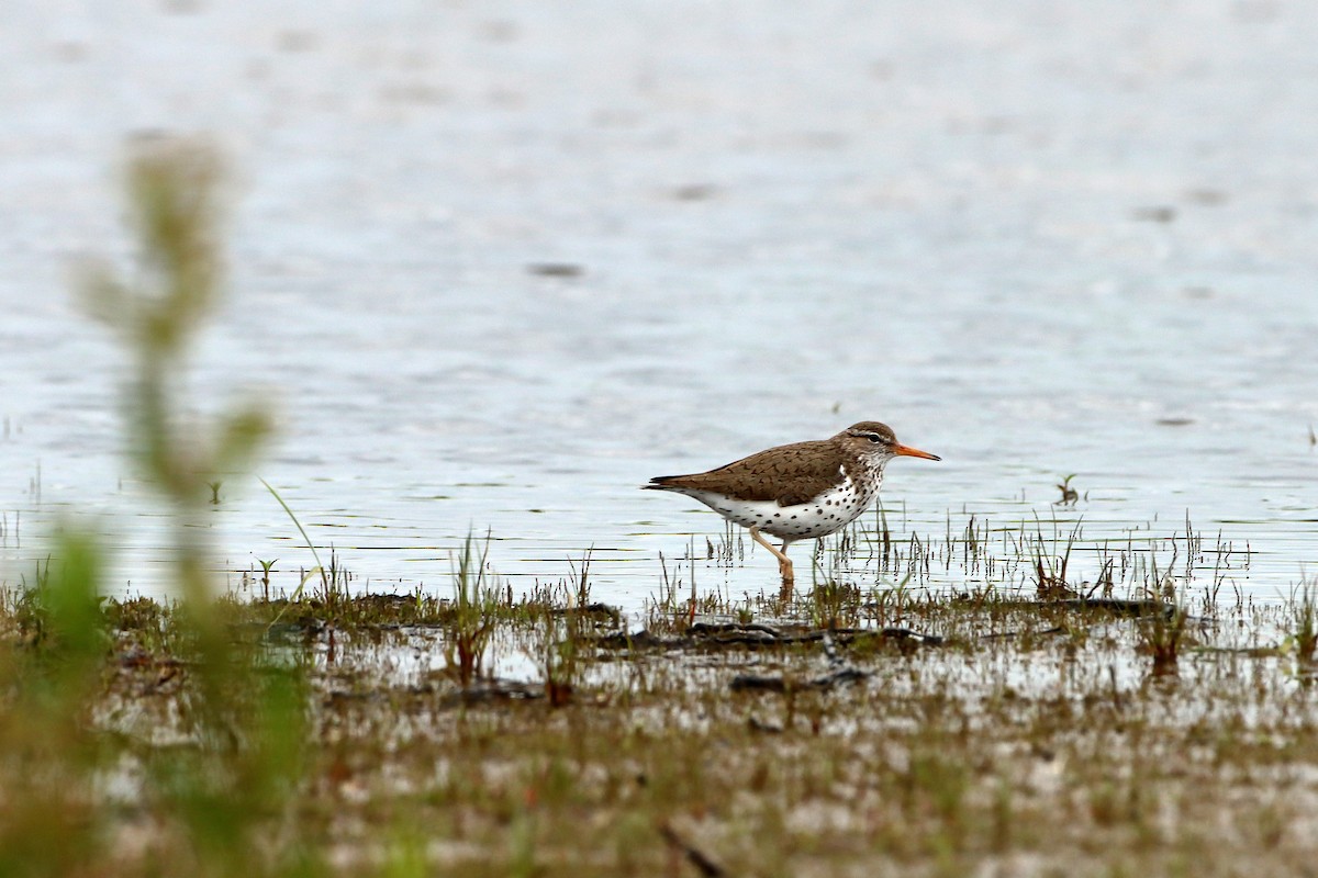 Spotted Sandpiper - ML464246351