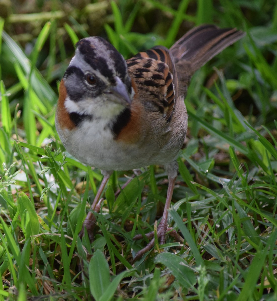 Rufous-collared Sparrow - ML464246481