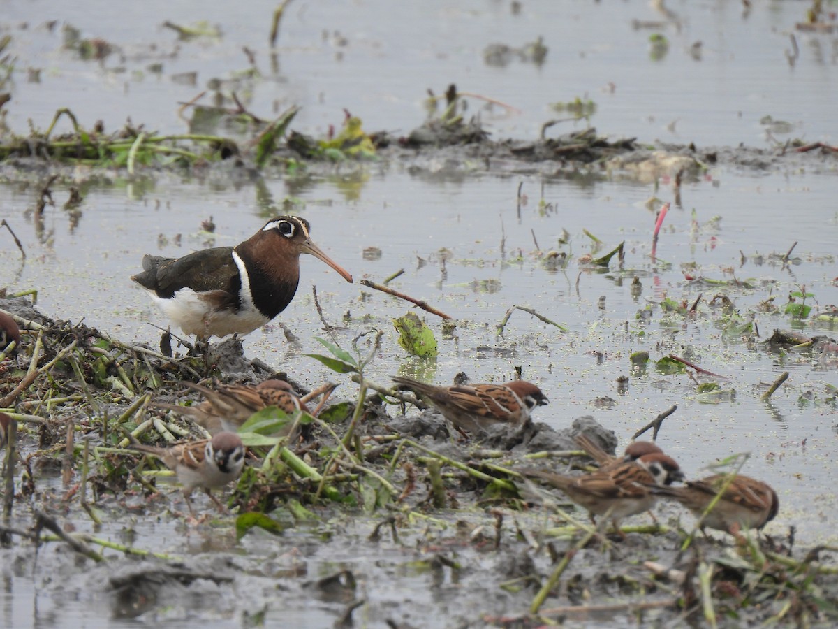 Greater Painted-Snipe - Kun-Hui  Lin