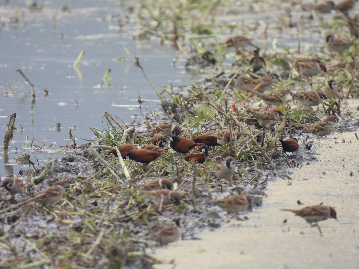 Chestnut Munia - ML464246981