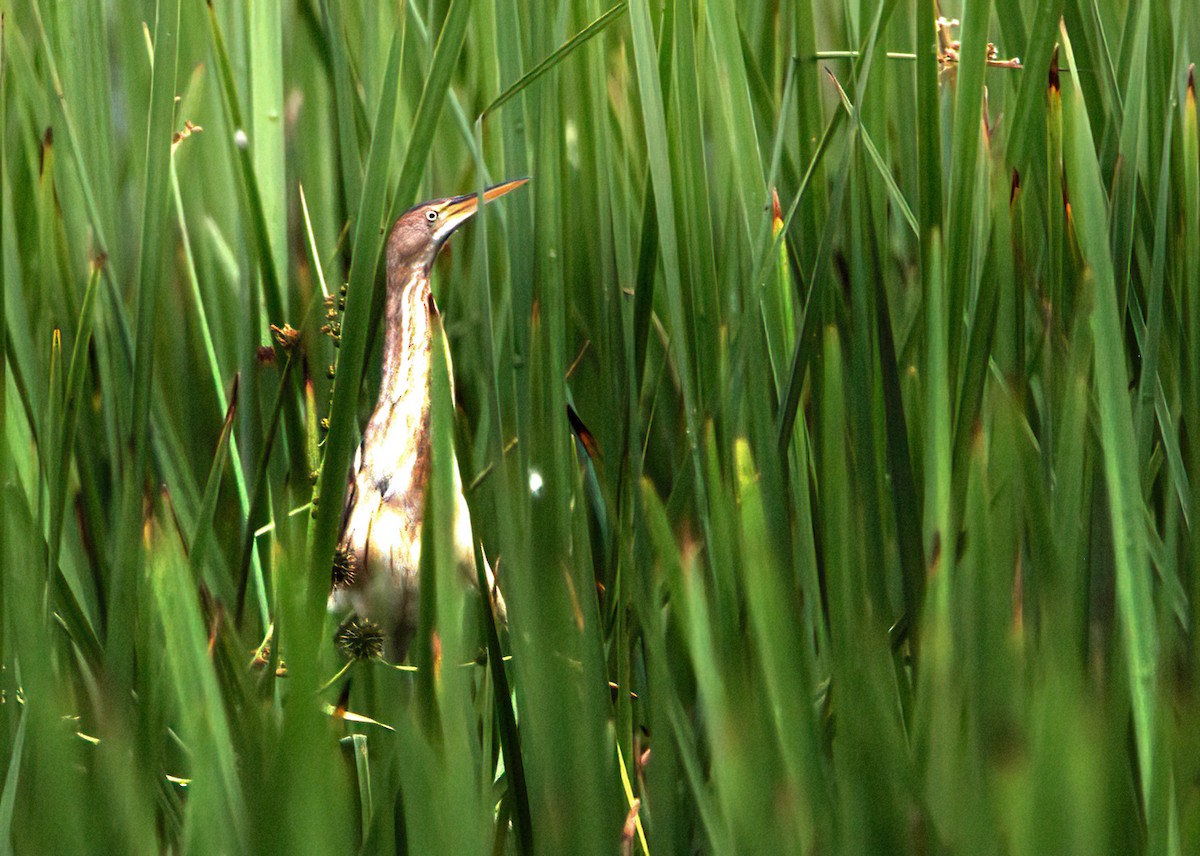 Least Bittern - Craig Heberton