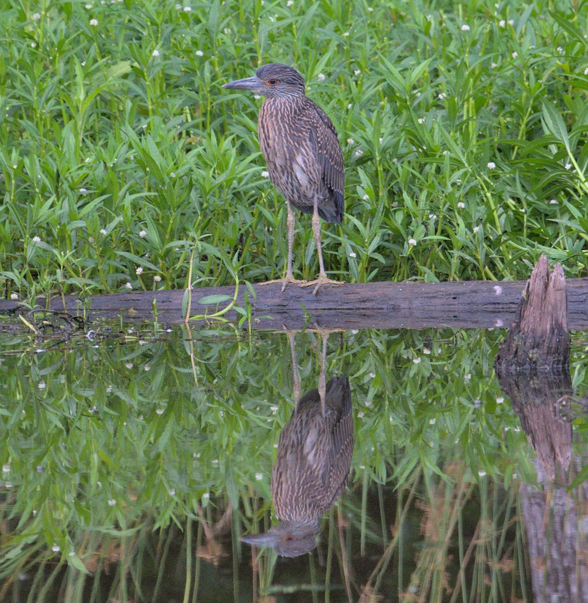 Yellow-crowned Night Heron - ML464248201