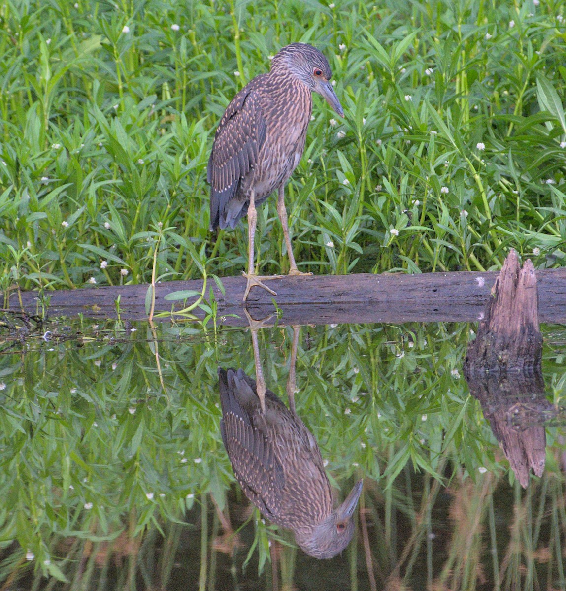 Yellow-crowned Night Heron - ML464248221