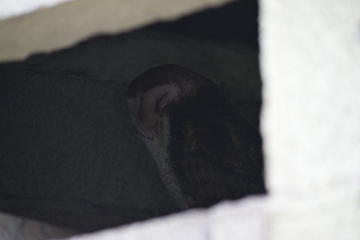 Barn Owl (Galapagos) - ML464250511