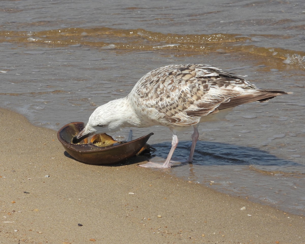 Great Black-backed Gull - Aubrey Merrill