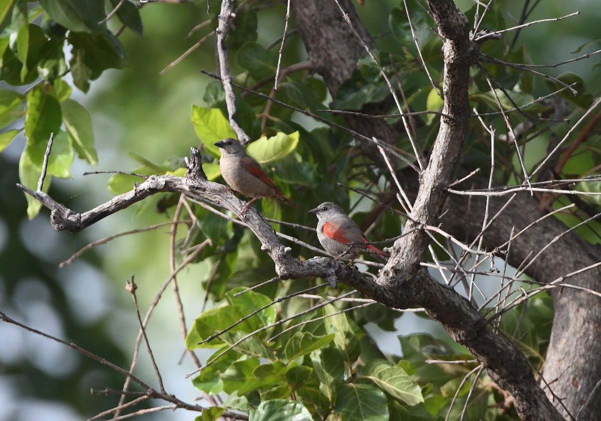 Red-winged Pytilia - ML464251261