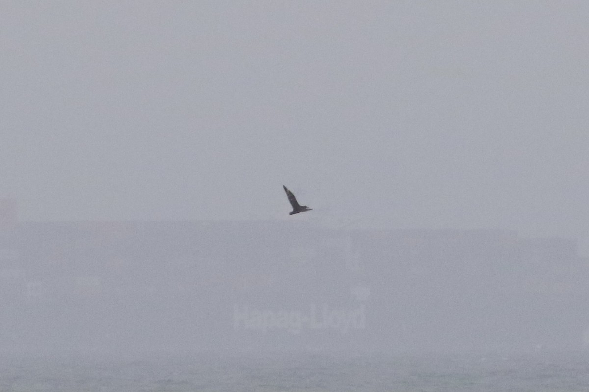 South Polar Skua - ML464251481