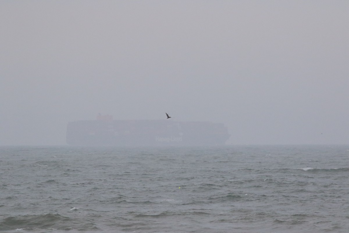 South Polar Skua - ML464251581