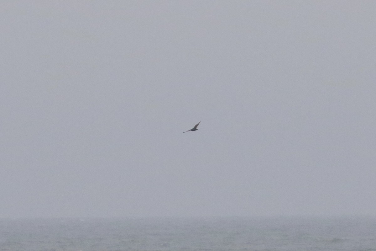 South Polar Skua - ML464251591