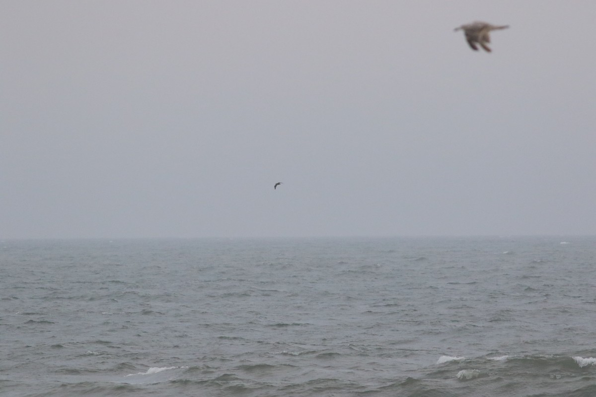 South Polar Skua - ML464251671