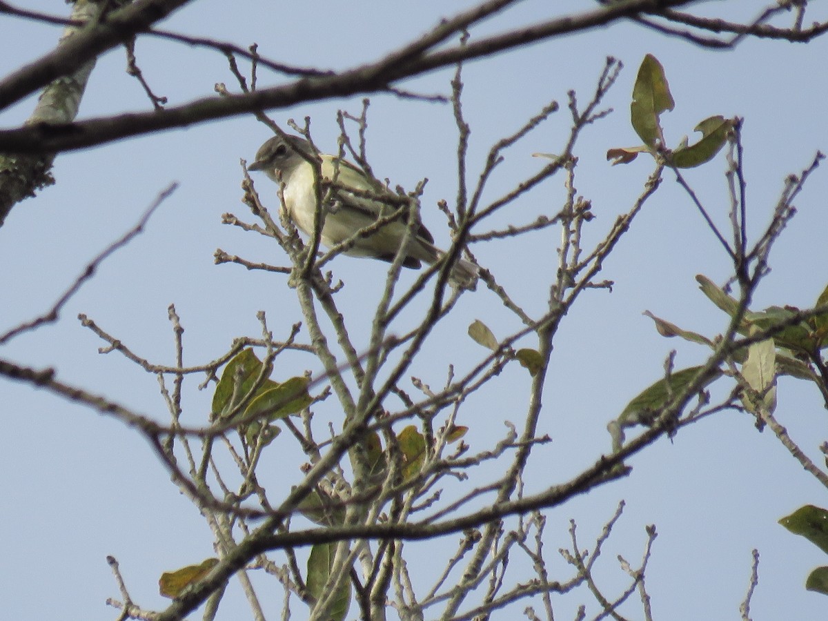 Kurşuni Vireo - ML464251831