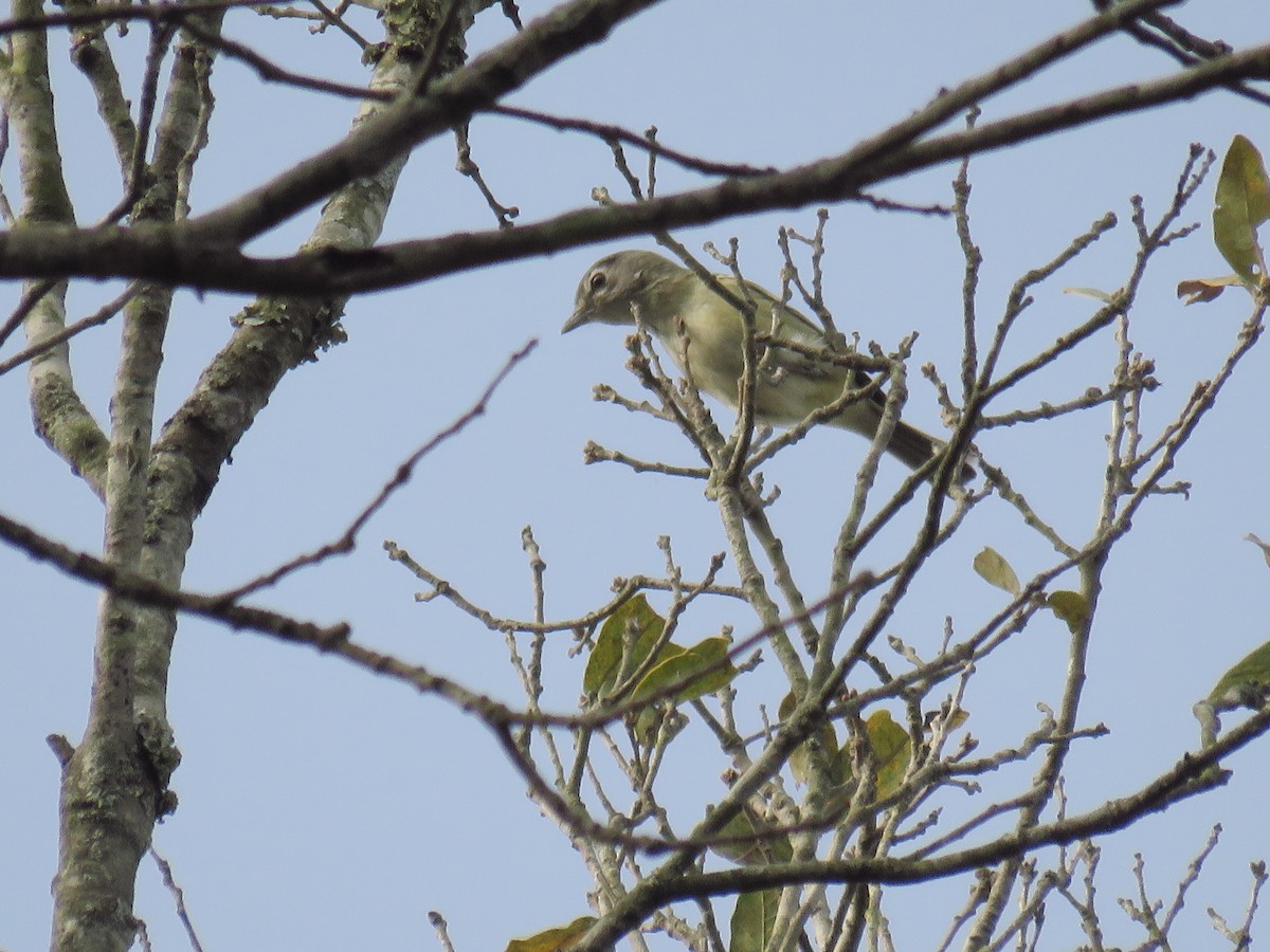 Plumbeous Vireo - ML464251881