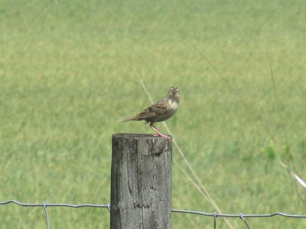 Grasshopper Sparrow - ML464252141