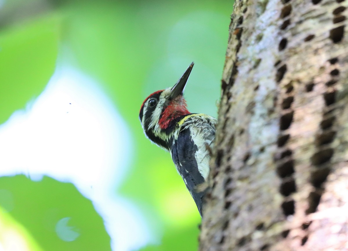 Yellow-bellied Sapsucker - Daniel Laforce