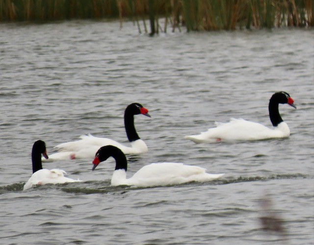 Black-necked Swan - ML464253411