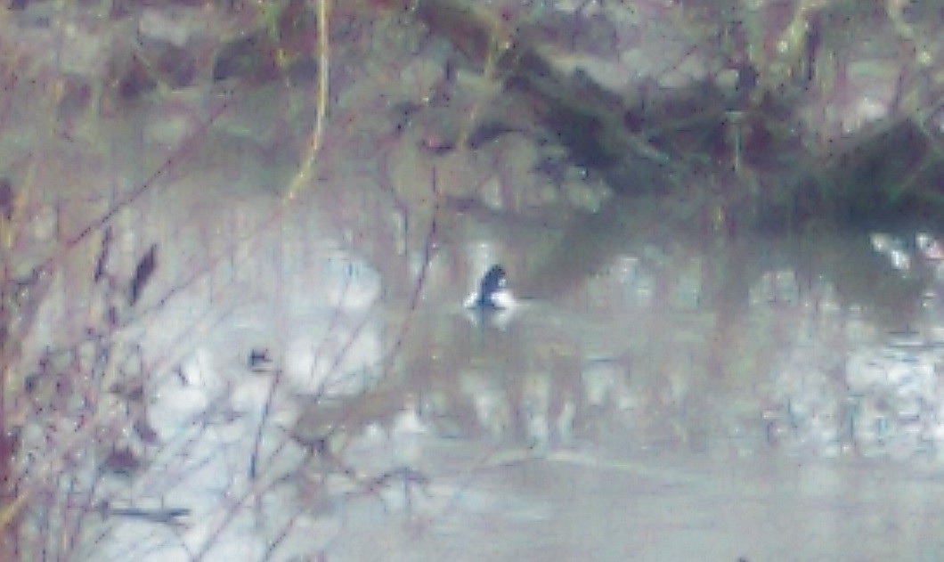 Common Goldeneye - ML46425371