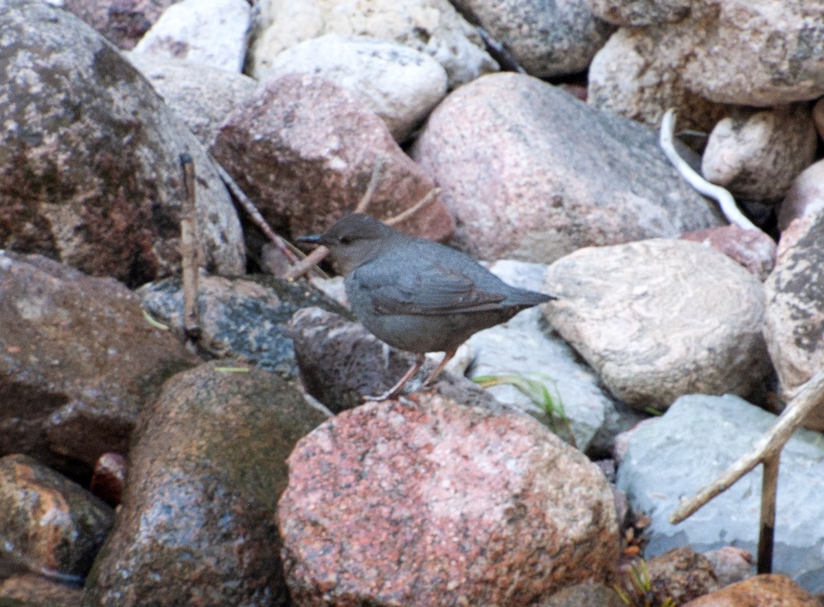 American Dipper - ML464254021