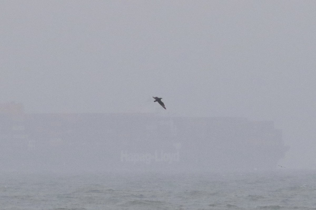 South Polar Skua - ML464254191