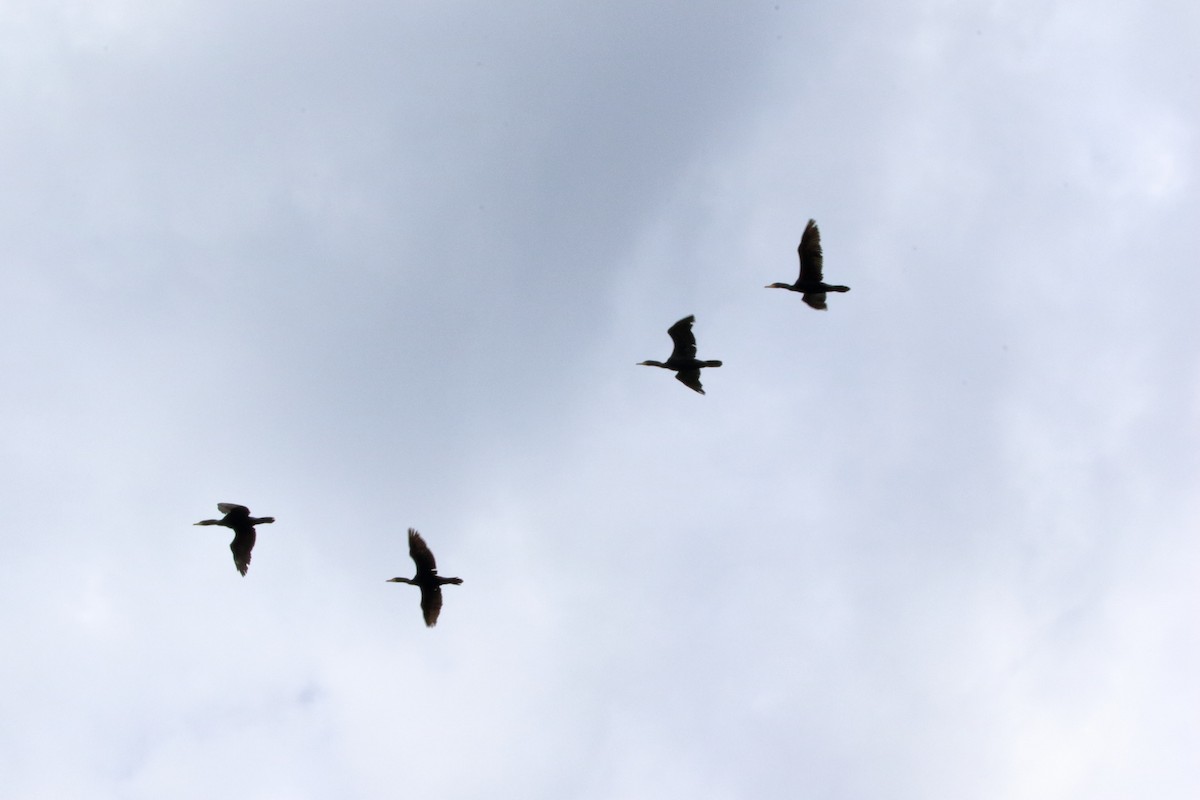Double-crested Cormorant - ML464254241