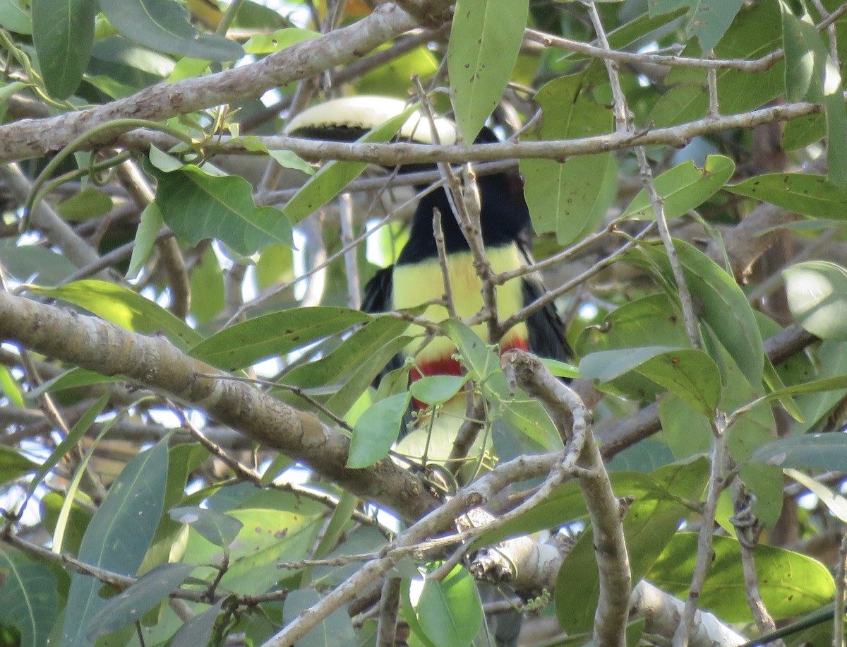 Black-necked Aracari - Chris Welsh