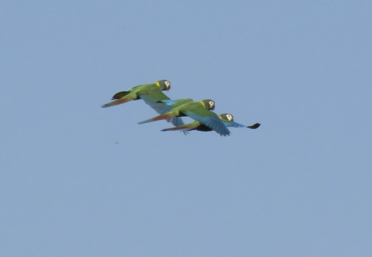 Yellow-collared Macaw - Chris Welsh